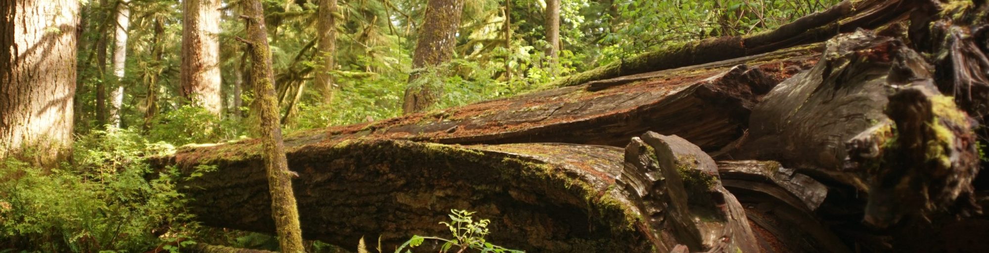 Alano Club of Aberdeen