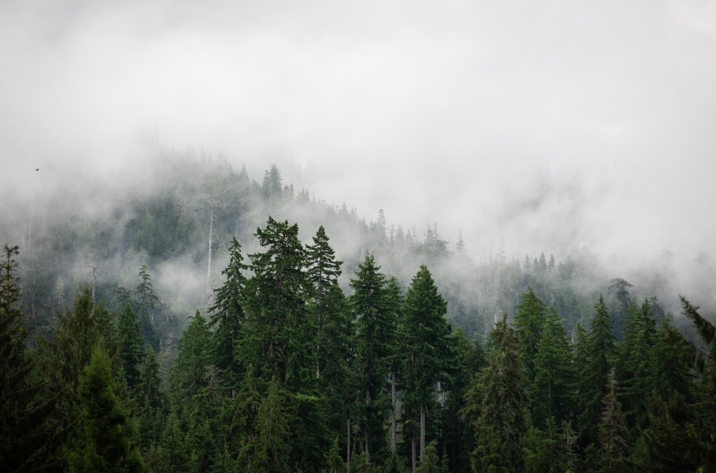 Grays Harbor Community Hospital - Harbor Crest Behavioral Health